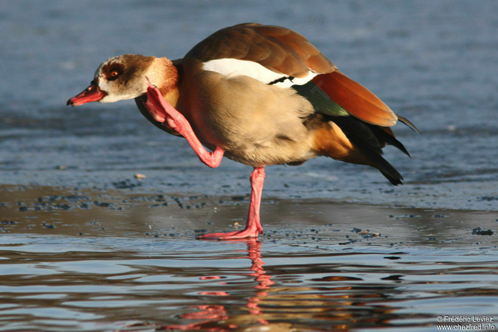 Egyptian Gooseadult, identification