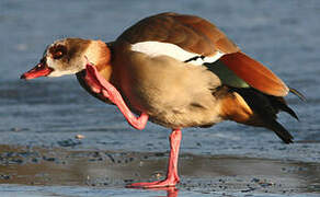 Egyptian Goose