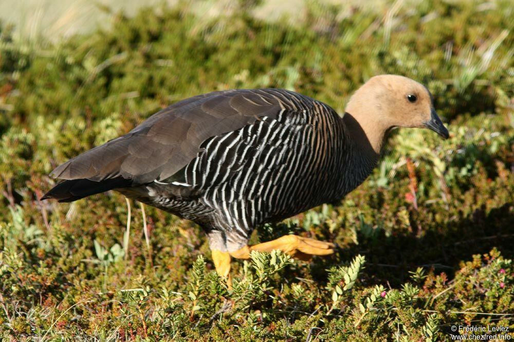 Upland Goose female adult, identification