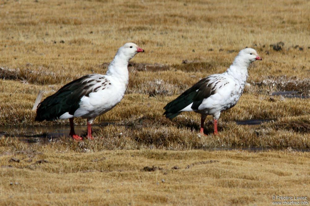 Andean Goose adult, identification