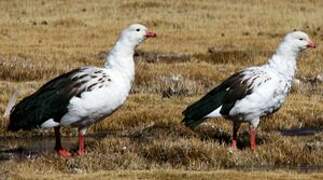 Andean Goose