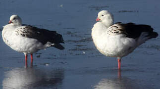 Andean Goose