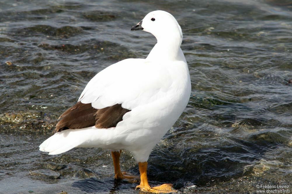 Kelp Goose male adult