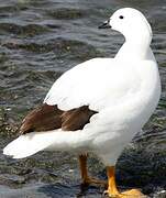 Kelp Goose