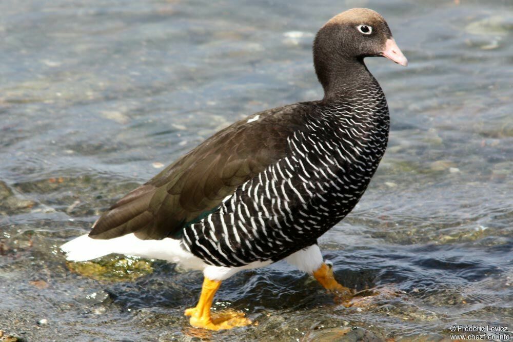 Kelp Goose female adult