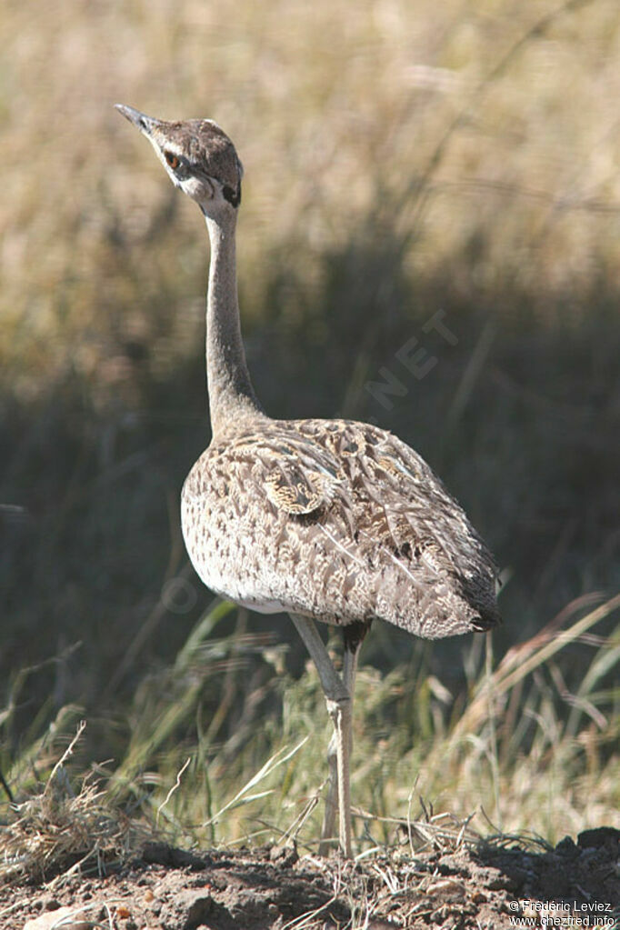 Black-bellied Bustard male adult