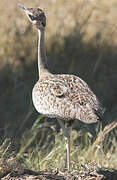 Black-bellied Bustard