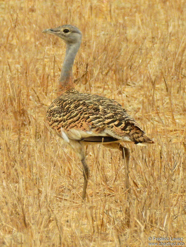 Outarde barbue, identification