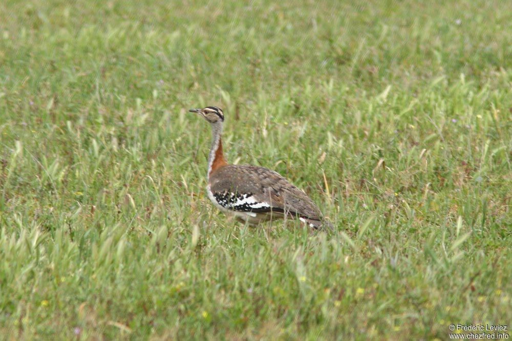 Outarde de Denham mâle adulte, identification