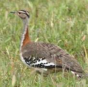 Denham's Bustard