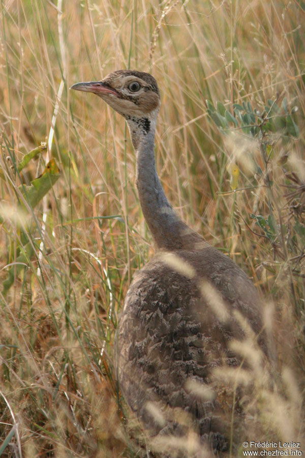 White-bellied Bustard male adult