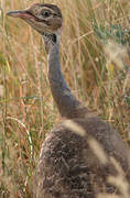 White-bellied Bustard