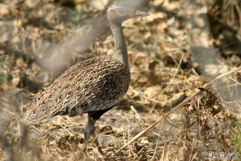 Red-crested Korhaan male adult