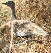 Red-crested Korhaan