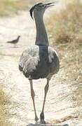 Kori Bustard