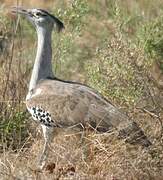 Kori Bustard