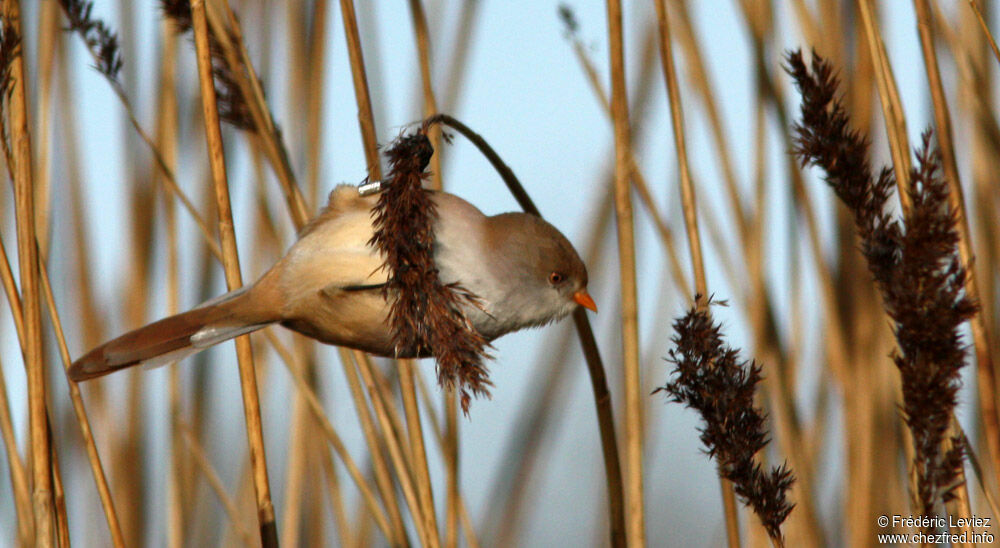 Bearded Reedling female adult, identification, Behaviour