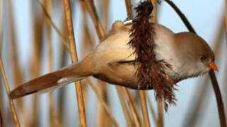 Bearded Reedling