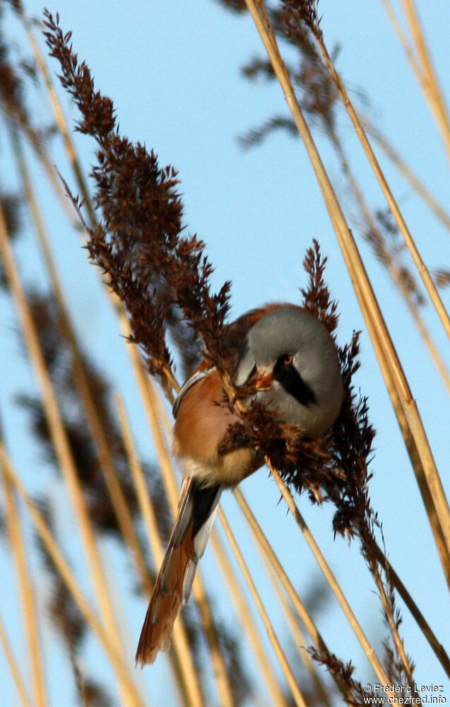 Bearded Reedling male adult, identification, Behaviour