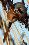 Bearded Reedling