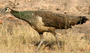 Indian Peafowl