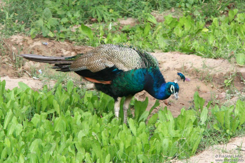 Paon bleuadulte, identification