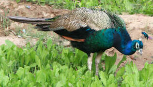 Indian Peafowl