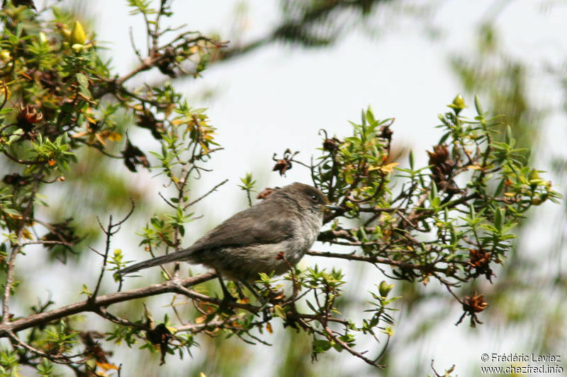 Brown Parisomaadult