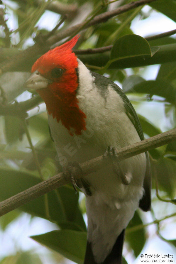 Red-crested Cardinaladult