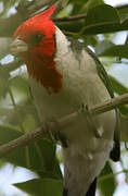 Red-crested Cardinal