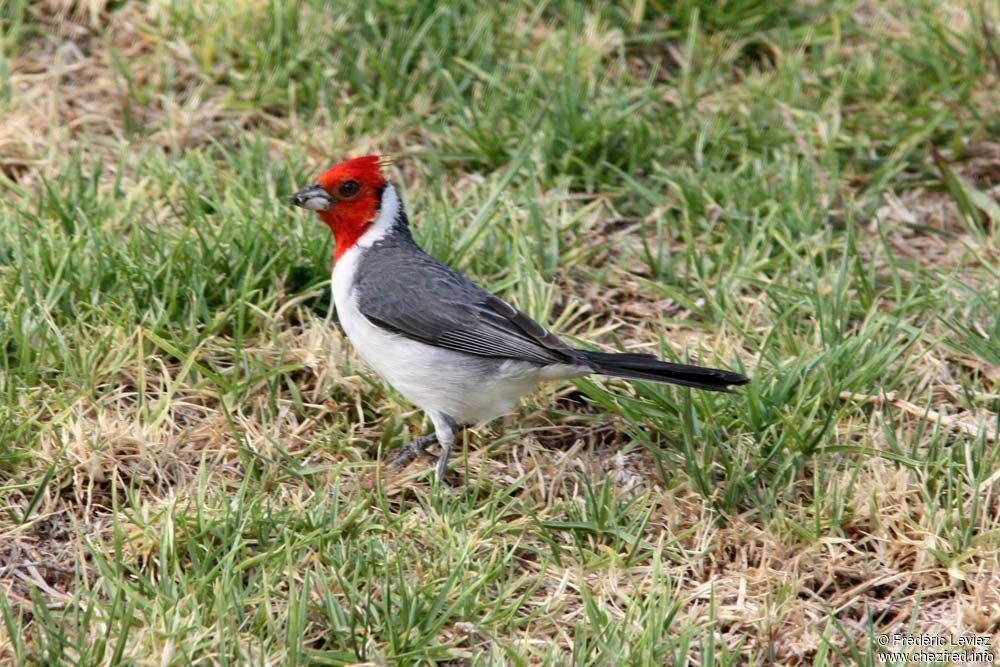 Red-crested Cardinaladult, identification