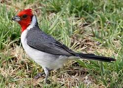 Red-crested Cardinal