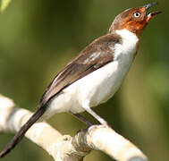 Red-capped Cardinal