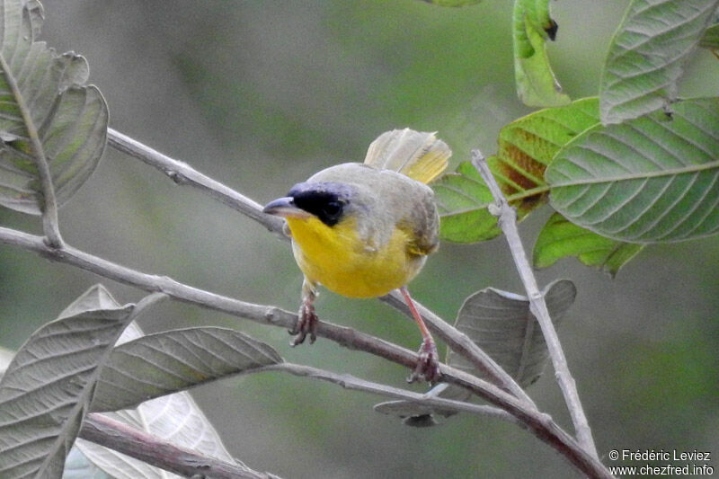 Grey-crowned Yellowthroatadult, identification