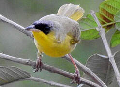 Grey-crowned Yellowthroat