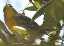 Northern Parula