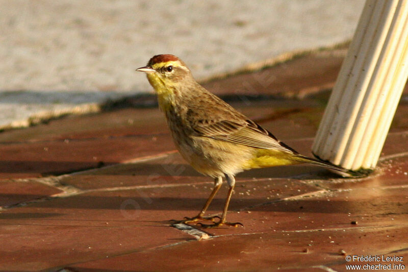 Paruline à couronne rousse mâle adulte nuptial