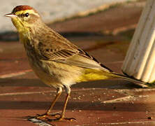 Palm Warbler