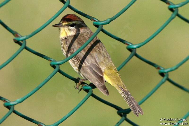 Palm Warbler male adult breeding