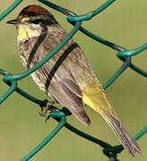 Palm Warbler