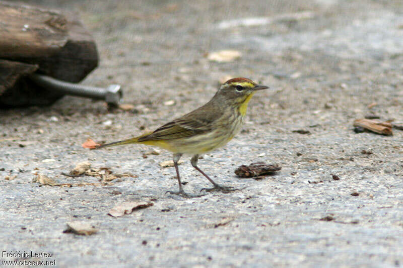 Paruline à couronne rousseadulte nuptial, identification