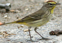 Palm Warbler