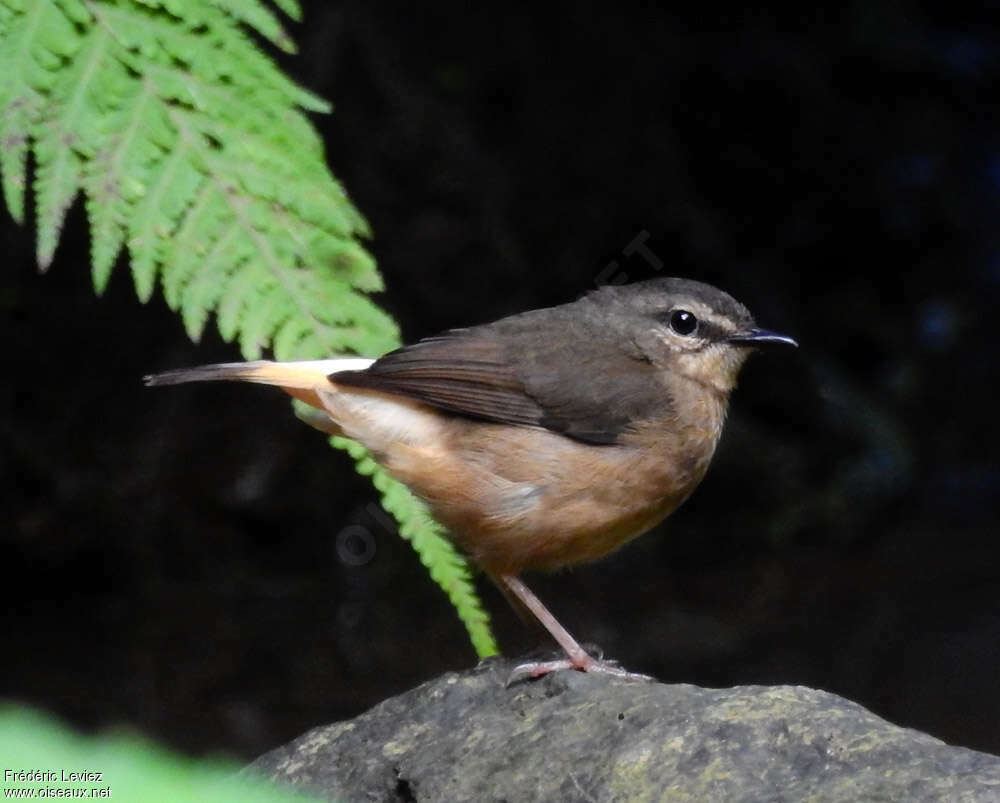 Buff-rumped Warbleradult, identification