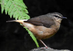 Buff-rumped Warbler