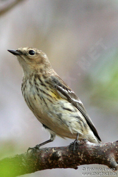 Myrtle Warbler female adult