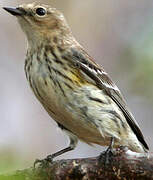 Myrtle Warbler