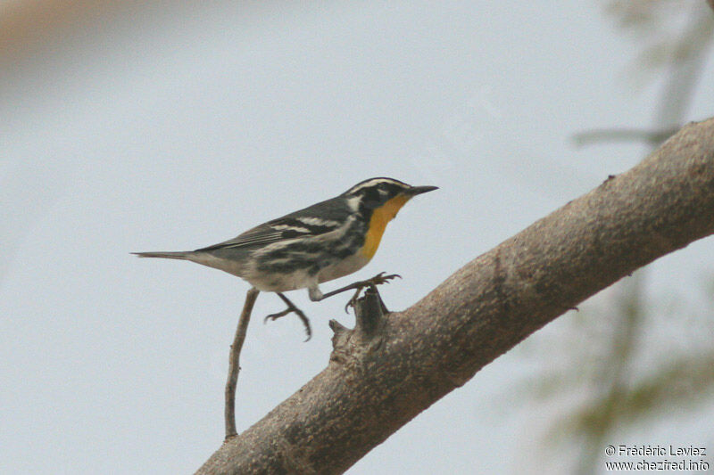 Yellow-throated Warbleradult