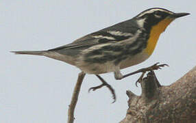 Yellow-throated Warbler