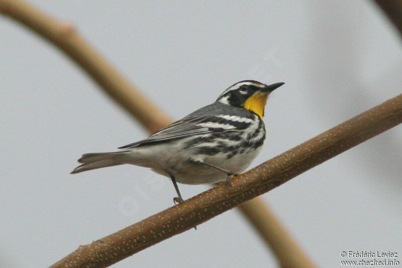 Yellow-throated Warbleradult