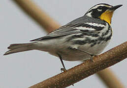 Yellow-throated Warbler